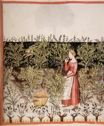 Nova 2644 fol.49 r Kichererbsen pflücken, Tacuinum Sanitatis Codex Vindobonensis
