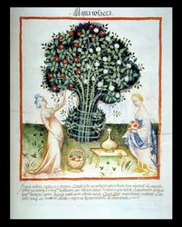 Nova 2644 fol.93r Rosenwasser, aus dem Tacuinum Sanitatis Codex Vindobonensis