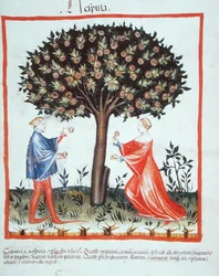 Nove 2644 fol.10v Walnüsse sammeln, aus Tacuinum Sanitatis Codex Vindobonensis