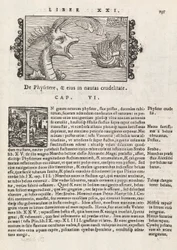 Seite 735 aus Historia De Gentivus Septentrionalibus von Magnus Olaus, Rom 1565