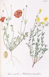Papaver apulum und Helianthemum hyssopifolium, 1811-1838