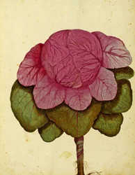 Savoyer Kohl von Ulisse Aldrovandi