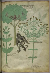 Sloane 4016 f.103 Miniatur von Pflanzen und einem Dämon: das Kraut Ypericon, das angeblich Dämonen abwehrt, aus 
