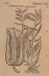 Reden von M. P. A. Matthioli, korrigiert und ergänzt. Mit Figuren, die von natürlichen, lebenden Pflanzen und Tieren gezeichnet wurden, in viel größerer Anzahl als die später gedruckten, S. 266