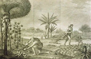 Verschiedene Gemüsekulturen der Indianer der Becken des Orinoco und des Amazonas (Maranon)