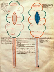 ms. ASPi, C.M. 15, c.4r Zwei symbolische Blumen, eine Seite aus dem Liber figuratum e le proemissiones gioachimitiche, von Joachim von Fiore (ca. 1135-1202)