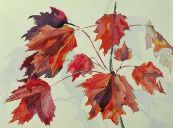 Nr. 24 Herbst-Ahornblätter