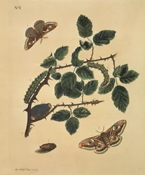 Schmetterlinge, Raupen und Pflanzen: Tafel 1 von J. Dutfield