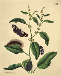 Schmetterlinge, Raupen und Pflanzen: Tafel VIII von J. Dutfield
