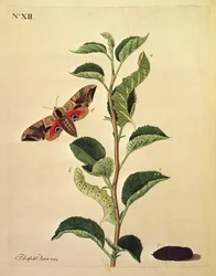 Schmetterlinge, Raupen und Pflanzen: Tafel XII von J. Dutfield