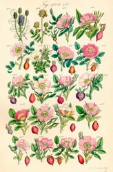 Seite mit Farbabbildungen aus British Wild Flowers nach einem Werk von J. E. Sowerby und C. P. Johnson