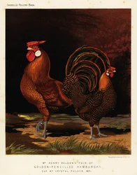 Goldgezeichnete Hamburghs