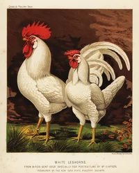 Weiße Leghorns oder Livorno Hahn und Henne