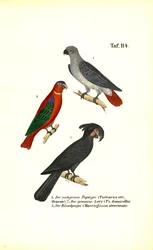 Graupapagei, Lori und Palmkakadu