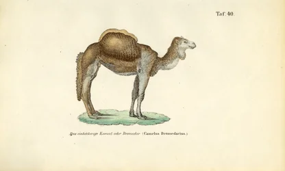 Arabisches Kamel oder Dromedar