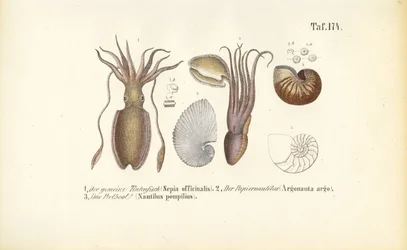 Kopffüßer: Tintenfisch, Papierboot und Nautilus