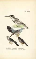 Kuckuck und Eisvogel