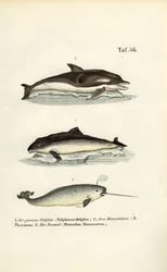 Delfine und Narwal