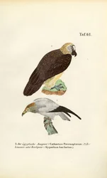 Schmutzgeier und Bartgeier