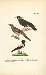 Exotische Singvögel aus Afrika und Asien