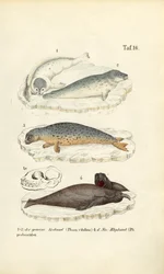 Seehund und Seeelefant