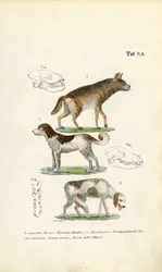 Hyäne, Haushund und alter Hund mit Schädelillustrationen