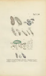 Infusorien: Pantoffeltierchen, Trompetentierchen und andere Ciliaten