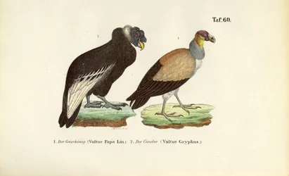 Königsgeier und Andenkondor