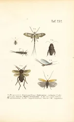 Eintagsfliegen und Schaben