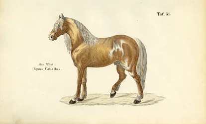 Edles Pferd