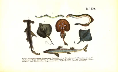 Urfische und Rochen