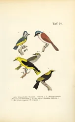 Neuntöter, Maskenneuntöter, Pirol und Regentvogel