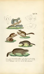 Nagetiere aus der Familie der Eichhörnchen und Bilche