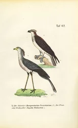 Sekretärvogel und Fischadler