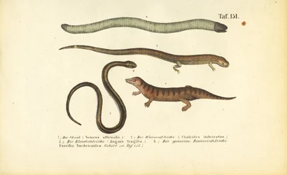 Skink, Zylinderskink, Blindschleiche und Schleichenlurch