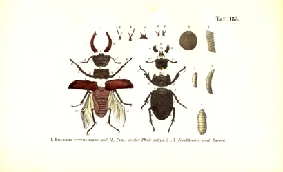 Hirschkäfer mit Anatomie und Entwicklungsstadien
