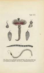 Röhrenwurm, Plattwurm und Parasiten