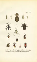 Verschiedene Parasiten und Wanzen