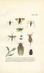 Wasserwanzen und andere Insekten