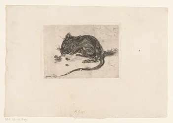 Maus