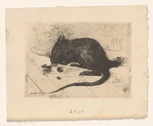 Maus