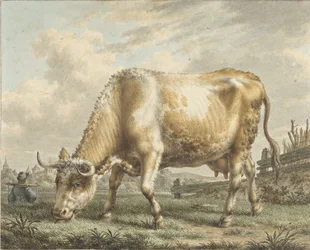 Weidende Kuh