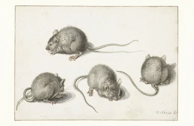 Vier Studien einer kranken Maus
