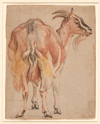 Ziege