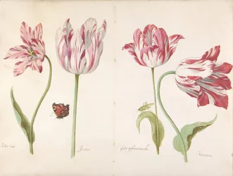 Vier Tulpen: Boter man Butter Man, Joncker Edelmann, Grote geplumaceerde