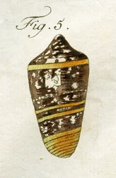 Illustration von Conus Ammiralis (Unterart Summus), 1790 (handkolorierte Gravur)