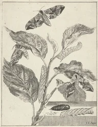 Blätter mit Raupen und Schmetterlingen