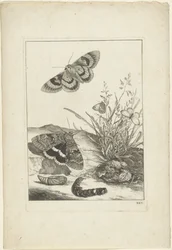 Schmetterlinge, Raupe und Kokon