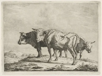 Drei Ochsen
