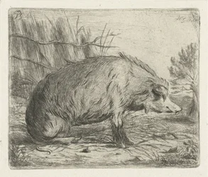 Sitzendes Wildschwein